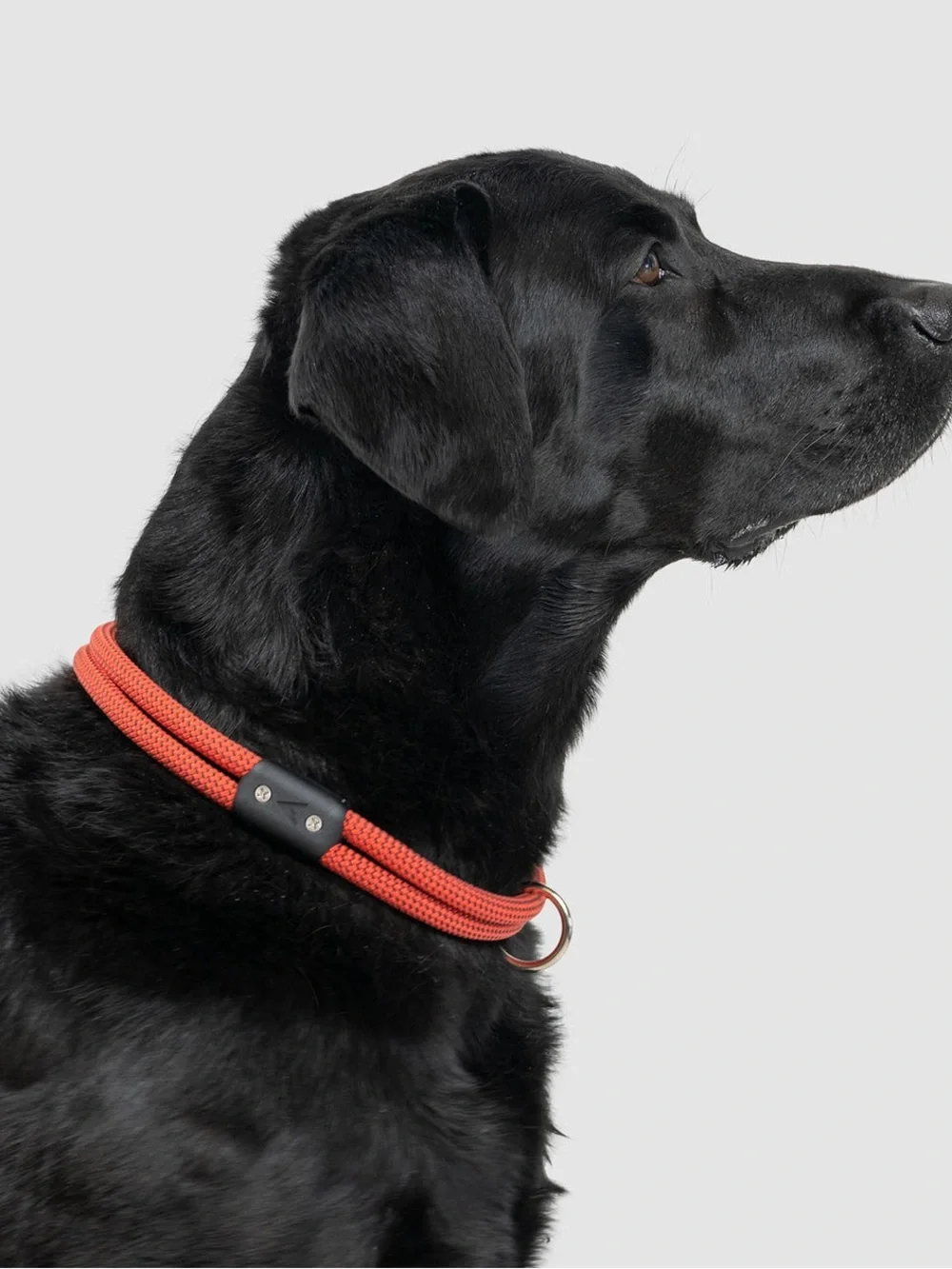 Lifetime Collar